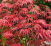 Acer palmatum 'Crimson Queen'.png